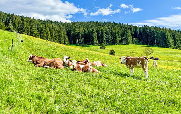 Fewo Knöpfle - Photo 8